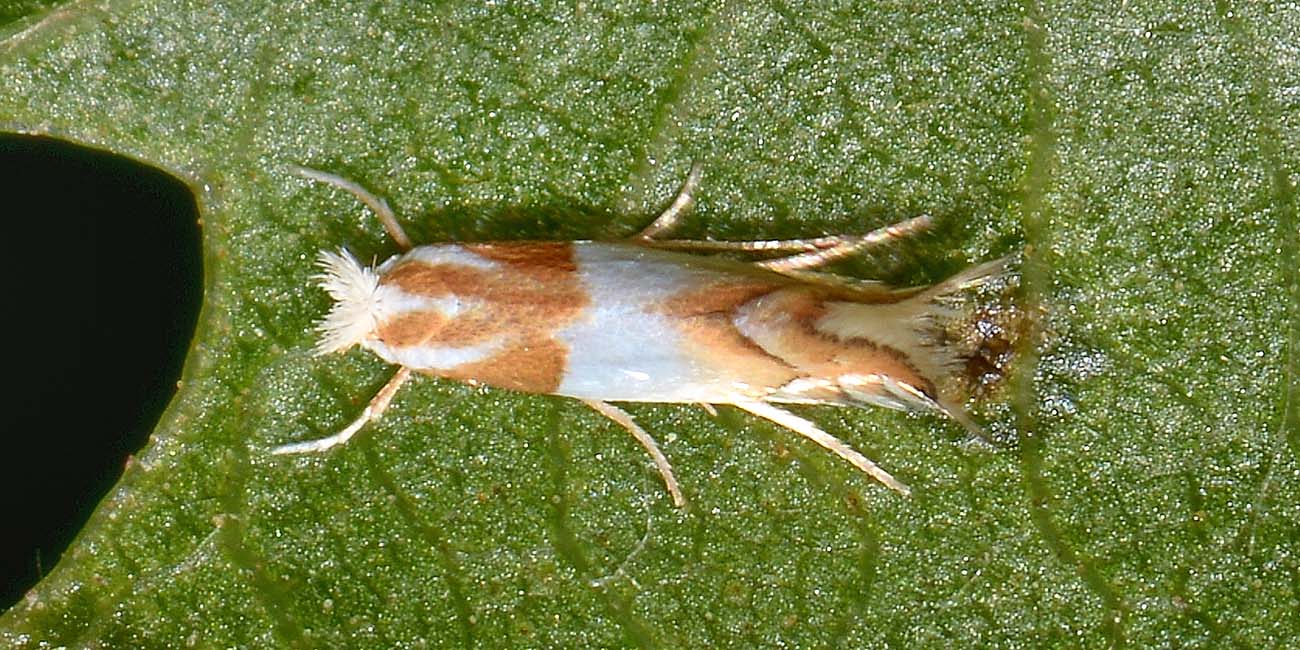 Gracillariidae: Phyllonorycter roboris? S